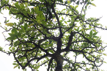 Obraz premium green tree branches