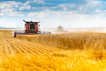 A agricultural machine combine harvests wheat in a yellow field. Special technic in action.