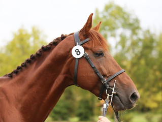 Obraz premium Close up of a chestnut colored race horse on natural green blur background in sunshine