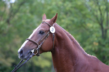Close up of a chestnut colored race horse on natural green blur background in sunshine