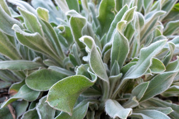 First green leaves of the lavender-leaf stachys (Stachys lavandulifolia). In the spring in a flower bed. Close up with bokeh.