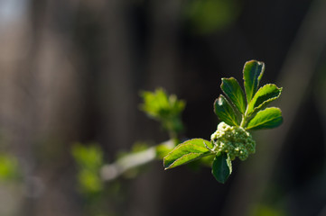 First green leaves on branch of tree