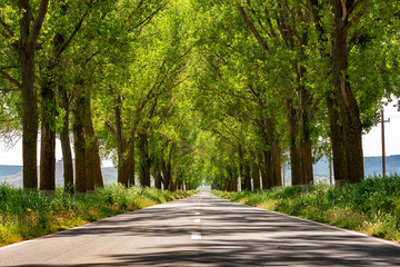 Beautiful road like a tunnel through the green trees in the summer, Dobrogea, Romania