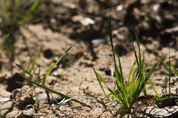 First sandy green grass closeup