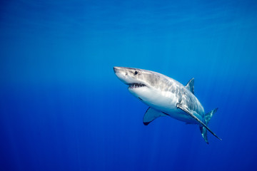 Fototapeta premium Great white shark
