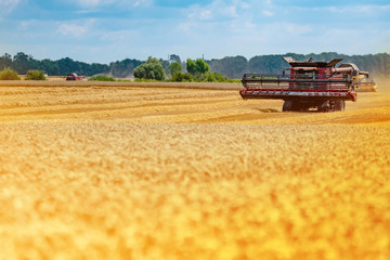 Fototapeta premium Large modern red combine harvester in a wheat field at the grain harvesting. Yellow field with blue sky.