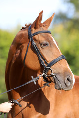 Close up of a chestnut colored race horse on natural green blur background in sunshine