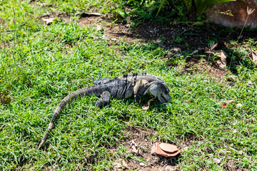 Isolated iguana in Tulum National Park along the Riviera Maya (Tulum, Yucatan, Mexico).