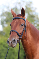 Close up of a chestnut colored race horse on natural green blur background in sunshine
