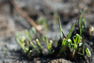 Green grass try to grow after fire