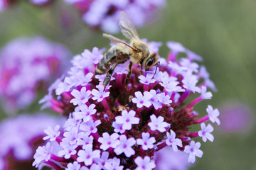 Bee on a Verbena bonariensis, purpletop vervain, clustertop vervain, Argentinian vervain, tall verbena, pretty verbena (in german Patagonische Eisenkraut) Verbena bonariensis