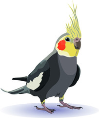 Cockatiel parrot