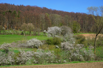 weiß blühende Schlehe im April 