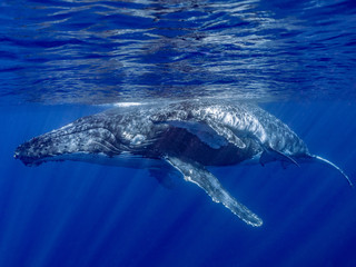 Mother and calf humpback whale, Tonga