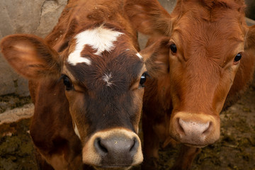 portraits of cows 