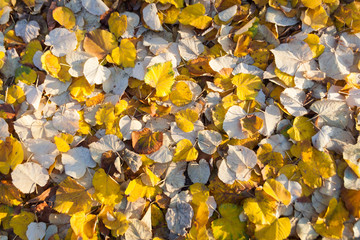 textured autumn leaves on the ground