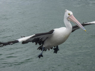 Fototapeta na wymiar Pelican flies in for a landing in Australia