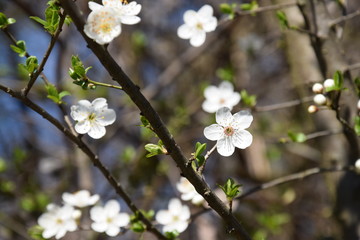 Tempo di primavera, fiori bianchi