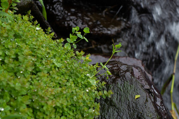 green moss on the stone
