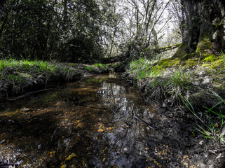 stream in the forest