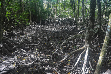 Black Mangroves. Langkawi island Mangrove forest tour. Vacation and holidays in Malaysia Andaman Sea.