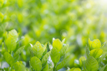 Fototapeta na wymiar Closeup nature green leaf in Spring under sunlight. Natural green plants landscape using as a background or wallpape