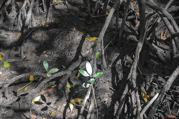 Black Mangroves close up. Langkawi island Mangrove forest tour. Vacation and holidays in Malaysia Andaman Sea.
