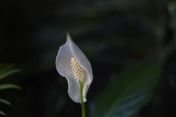 Espatifilo (Spathiphyllum wallisii)