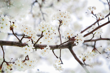cherry tree blossom