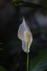 Espatifilo (Spathiphyllum wallisii)