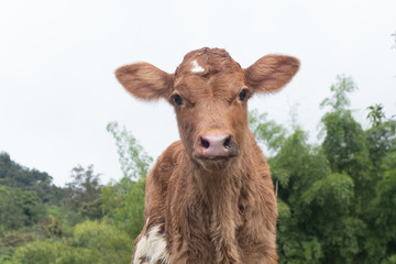 young calf in a field
