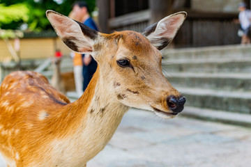 Close up photo of female sika deer (