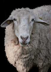 Close-up sheep isolated on a black background