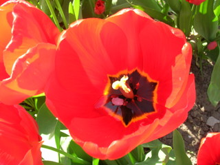 Tulipan, kwiat jabłoni 