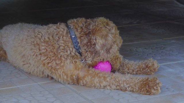 Adorable cute toy poodle puppy bite small ball
