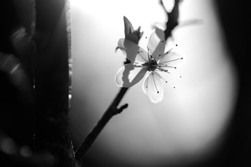 Einzelne weiße Blüte im Sonnenuntergang, monochrom