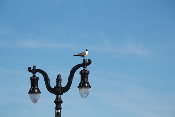 Bird on lamp post