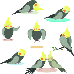Mood of cockatiel Poncho, set