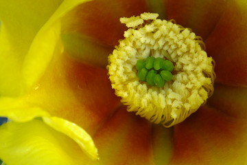  macro photo of the center of a bright yellow-orange flower with yellow and green stamens