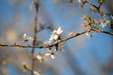 Weiße Blüten an Ästen. Frühlingserwachen, Makroaufnahme