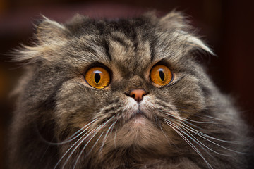 Portrait of serious surprised open-eyed gray british or scotish cat with orange eyes