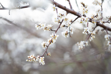 Weiße Blüten an Ästen. Frühlingserwachen, Makroaufnahme