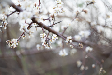 Weiße Blüten an Ästen. Frühlingserwachen, Makroaufnahme