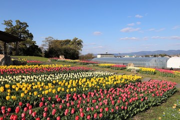 馬見丘陵公園の桜とチューリップ