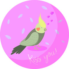 Girlfriend of cockatiel Poncho 