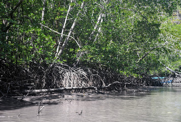 Black Mangroves. Langkawi island Mangrove forest tour. Vacation and holidays in Malaysia Andaman Sea.