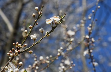 Tempo di primavera, rami dei alberi fioriti