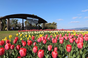 馬見丘陵公園の桜とチューリップ