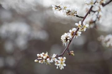 Weiße Blüten an Ästen. Frühlingserwachen, Makroaufnahme