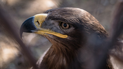 a bird of prey with yellow eyes and a yellow beak side view